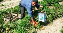 Akkuzulu Domatesi ve Karpuzu Çıktı