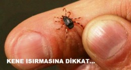 Kene Can Alıyor