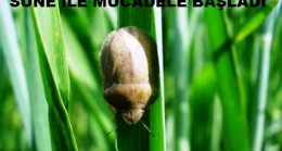 Süneyle Mücadele Başladı