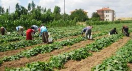 Çubuk’ta Buğday ve Salatalık Hasadı Başladı
