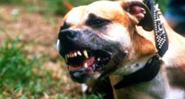Çubuk’ta Köpek Dehşeti