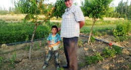 Domateslerimiz Yetişiyor