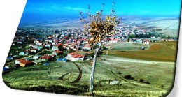 Akkuzulu Sevdalısı Bir Meşe