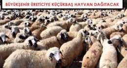 Büyükşehir Çiftçi Belgesi Olana Küçükbaş Hayvan Dağıtacak