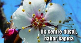 İlk Cemre Düştü