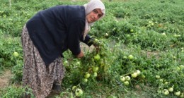 Akkuzulu da Ürünler Büyük Ölçüde Zarar Gördü