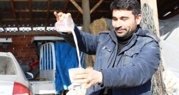 Muhtar Sütçülere Kesin Çözüm İstiyor