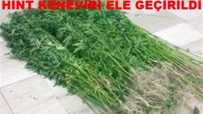 Hint Keneviri Ele Geçirildi