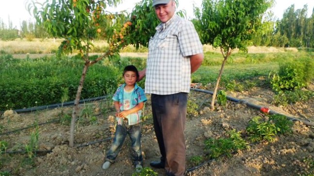Domateslerimiz Yetişiyor