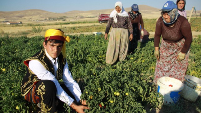 Mahallemizin Bu Yıl Domates Şenliği Ağası Genç Kırıkçı