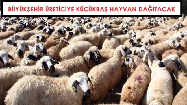 Büyükşehir Çiftçi Belgesi Olana Küçükbaş Hayvan Dağıtacak