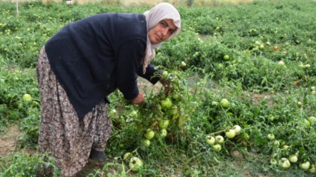 Akkuzulu da Ürünler Büyük Ölçüde Zarar Gördü