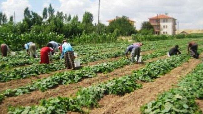 Çubuk’ta Buğday ve Salatalık Hasadı Başladı