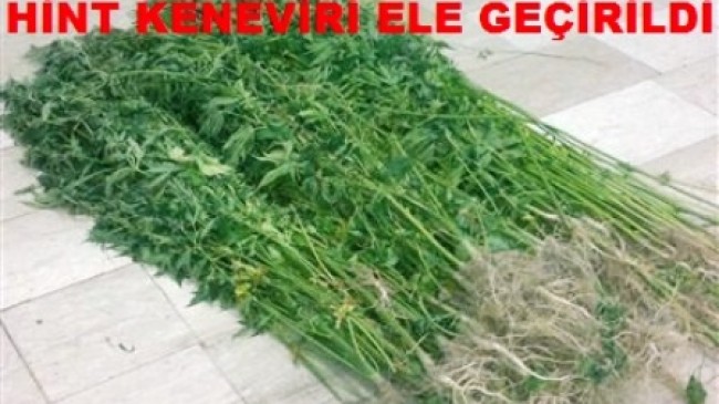Hint Keneviri Ele Geçirildi