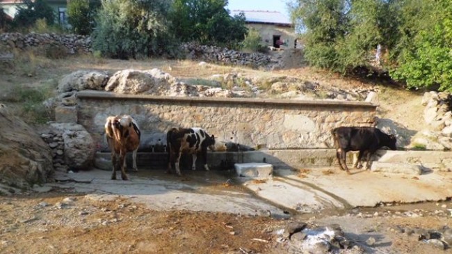 Şallavık Çeşmemizin Suyu Kıymetli
