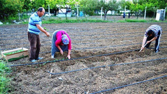 Fideler Yeniden Dikiliyor