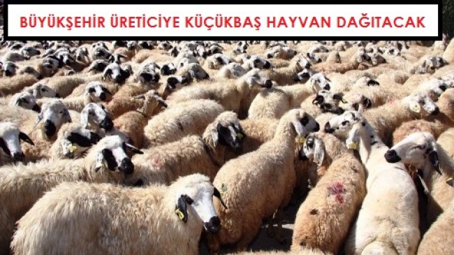 Büyükşehir Çiftçi Belgesi Olana Küçükbaş Hayvan Dağıtacak