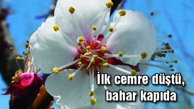 İlk Cemre Düştü