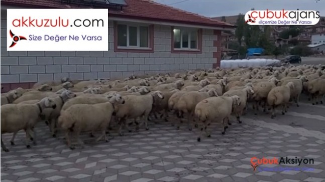 İnsana hem maddi hem manevi huzur veren canlılar